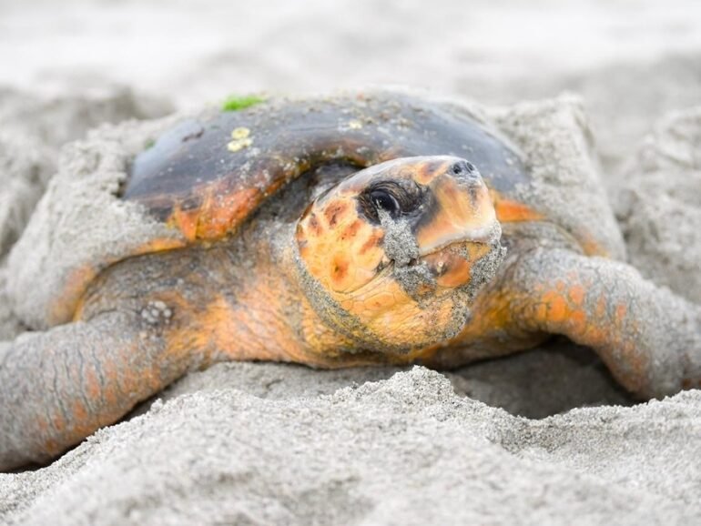 Oman pursues legal action against tourist over viral sea turtle video